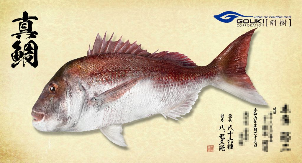 真鯛（剛樹さまコラボ魚拓）