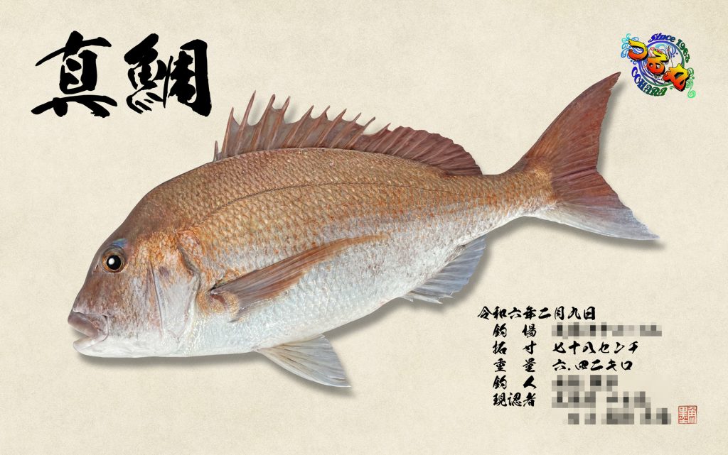 真鯛（リアル魚拓）