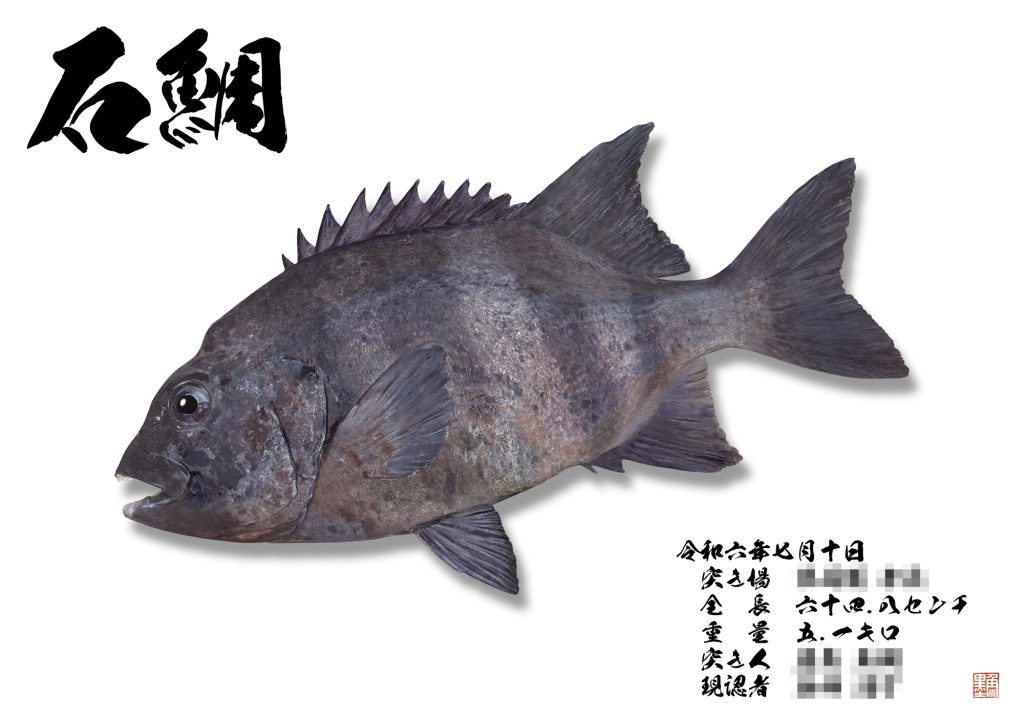 石鯛（リアル魚拓）