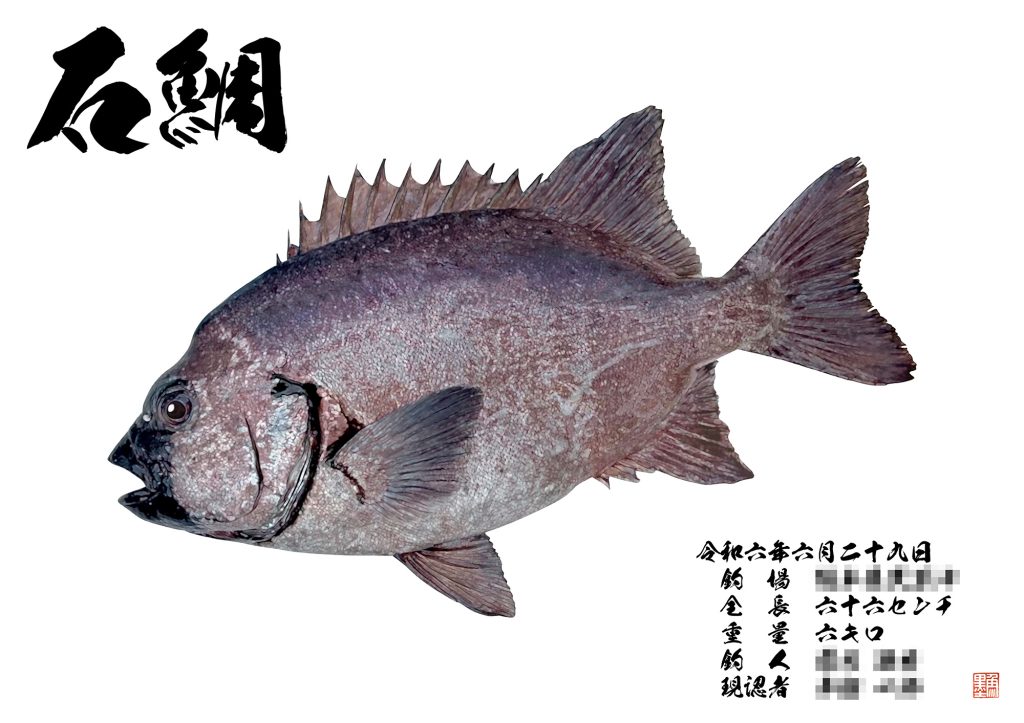 石鯛（カラー魚拓）