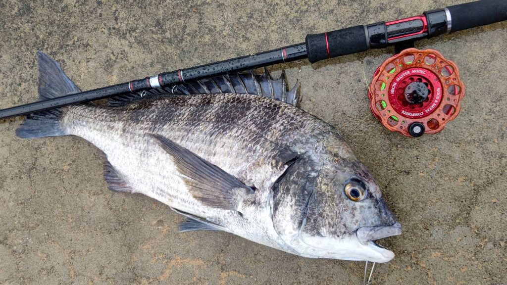 黒鯛（カラー魚拓）元画像