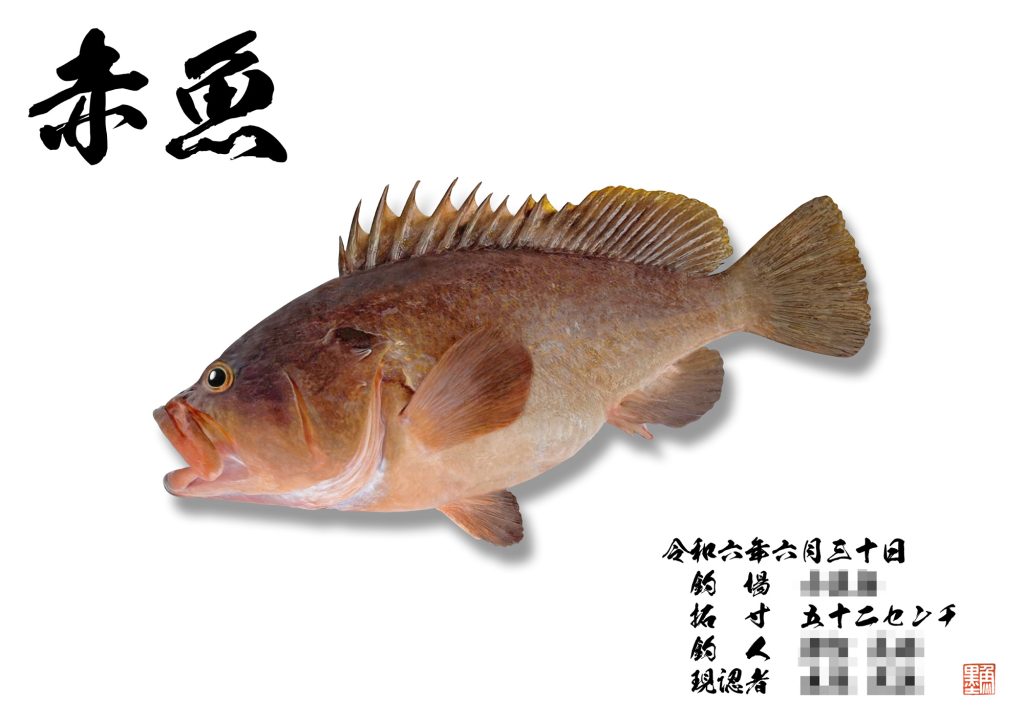 赤魚（リアル魚拓）