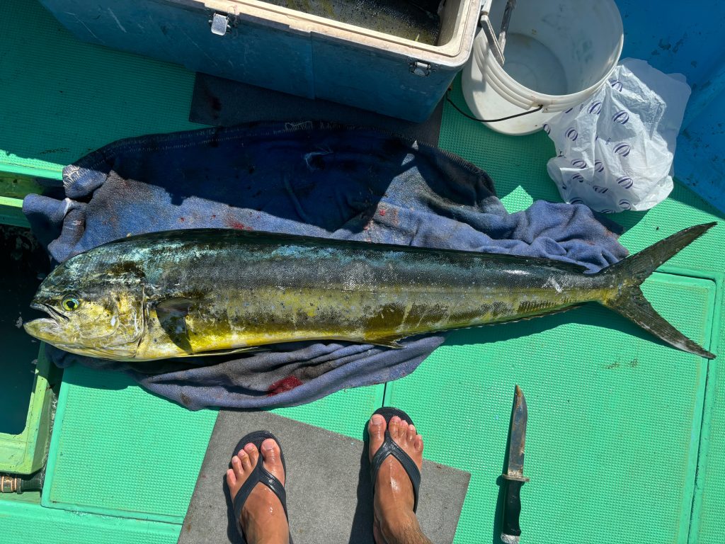 シイラ（カラー魚拓）元画像