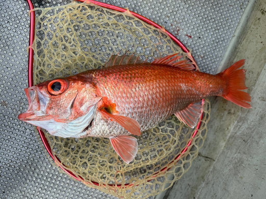 ノドグロ（墨魚拓・リアル魚拓）元画像