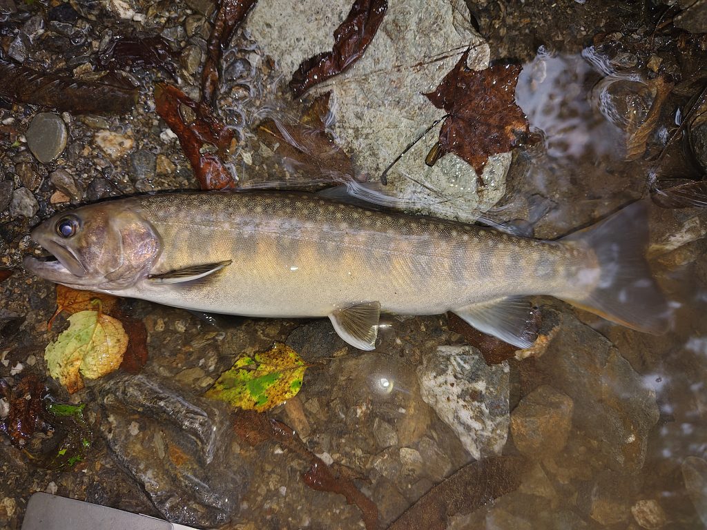 岩魚（カラー魚拓）元画像