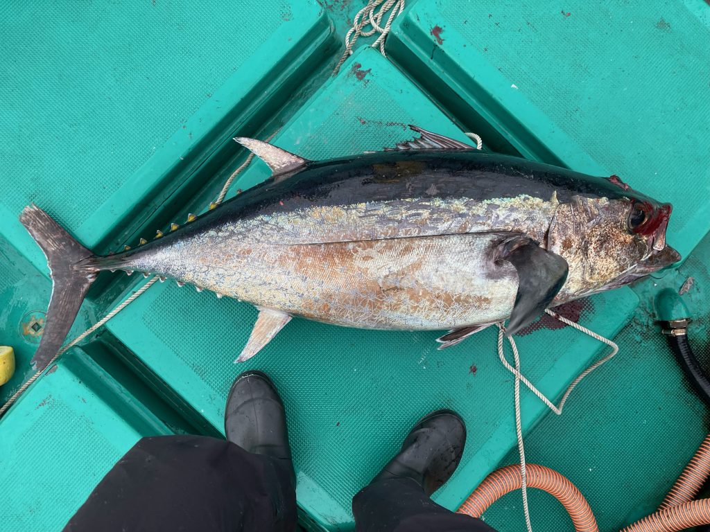 ビンチョウマグロ（カラー魚拓）元画像