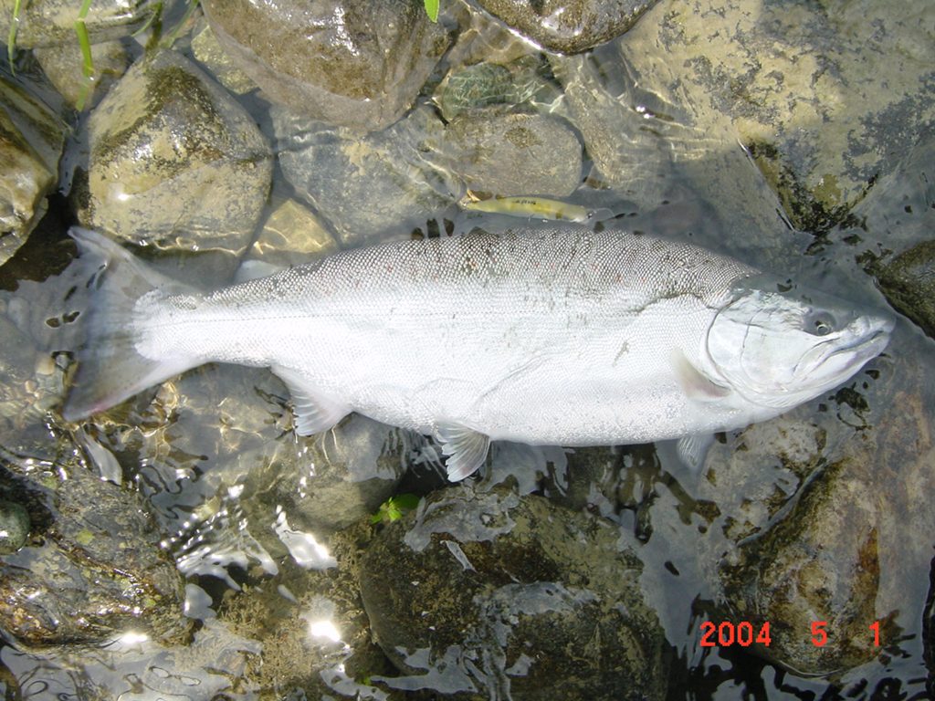 サツキマス（カラー魚拓）元画像